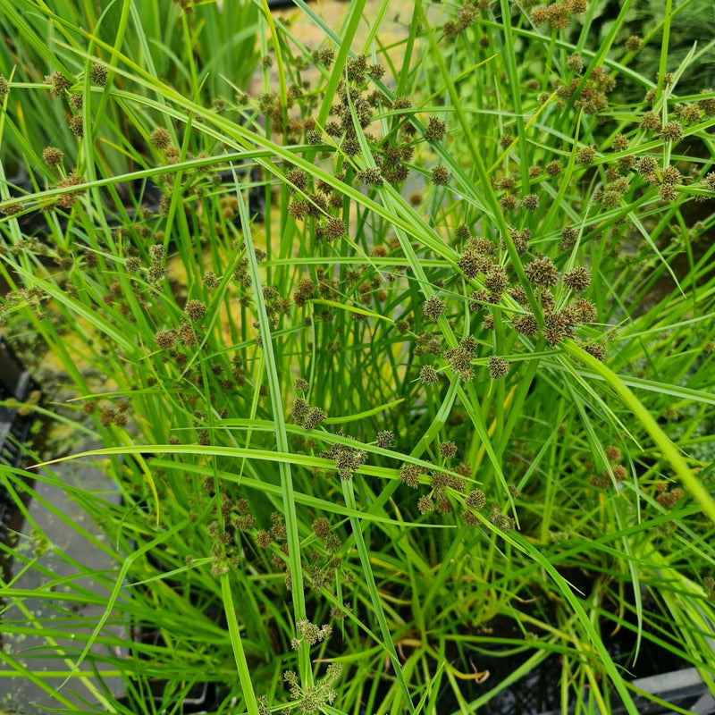 cyperus alternifolius fuscus marginal pond plants mp029a
