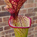 Sarracenia × moorei - Red, Very Large IP-X95