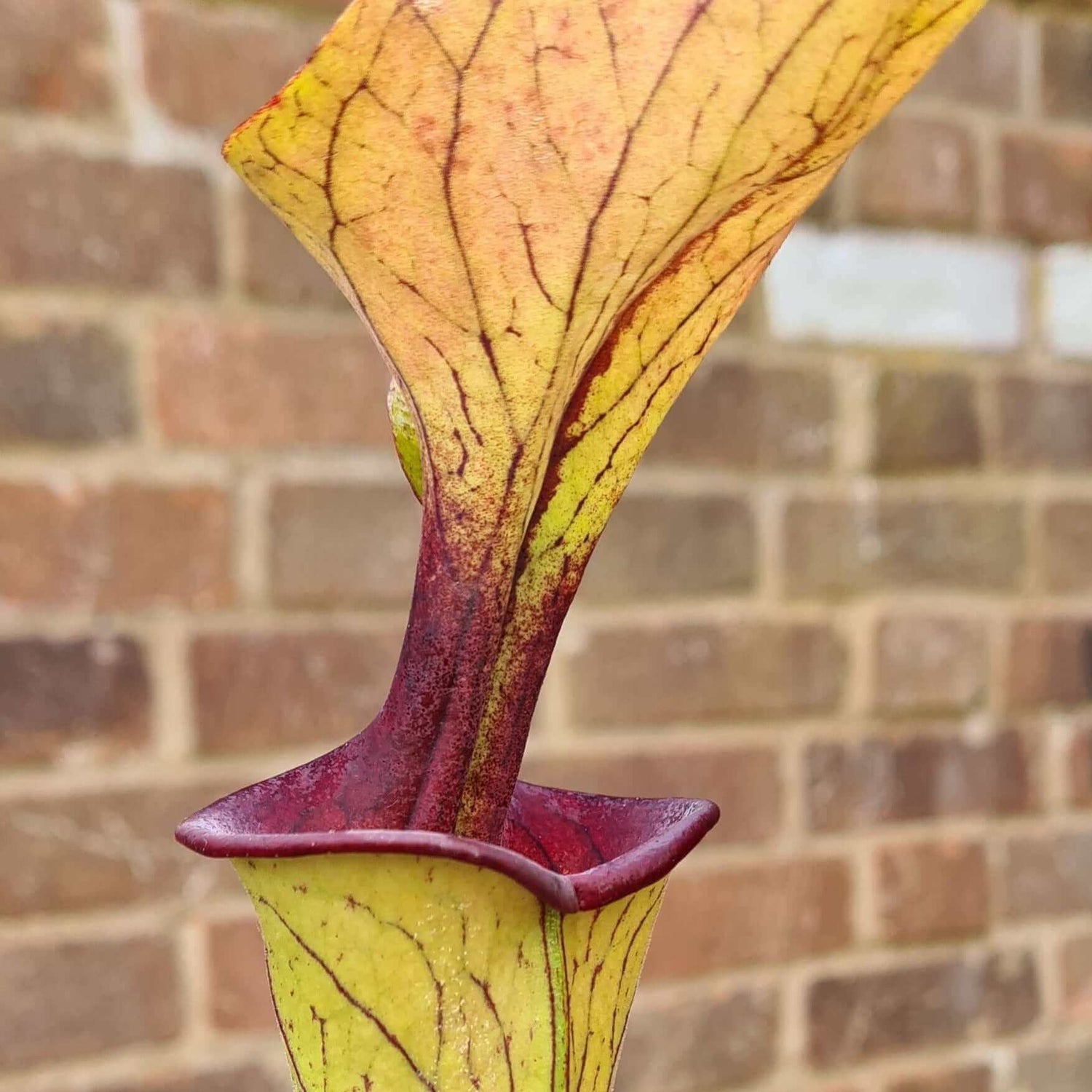 Sarracenia oreophila var. ornata (Clay County, North Carolina) MS-SO017