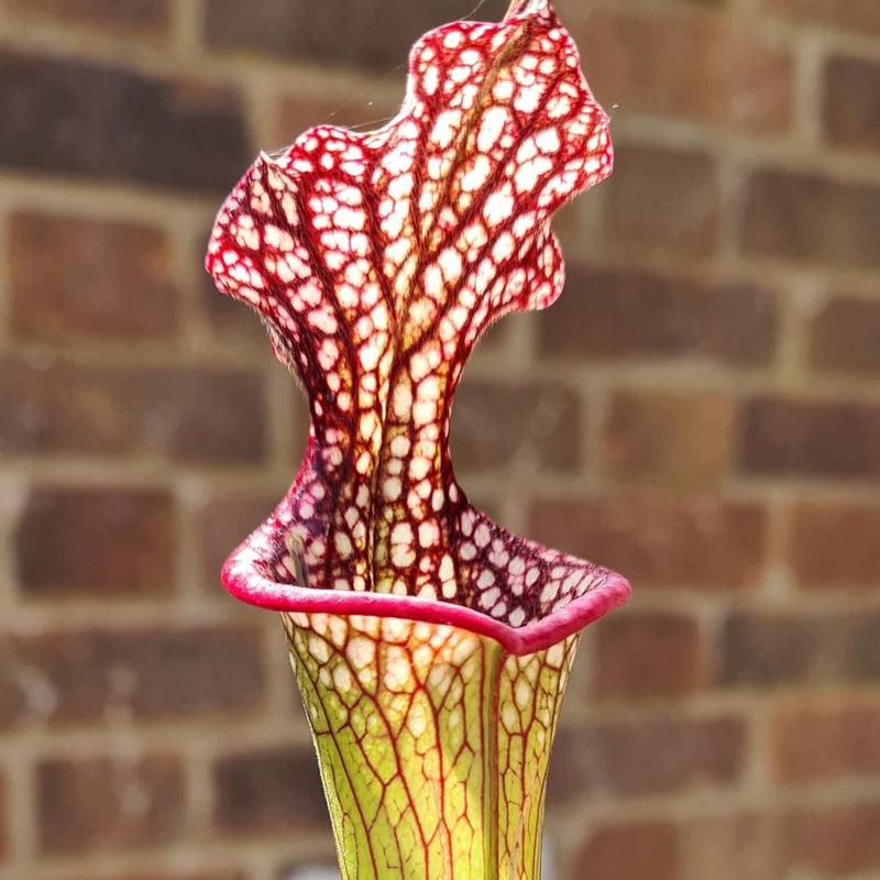 Sarracenia leucophylla X × moorei 'Adrian Slack' - Clone D MK-H386D