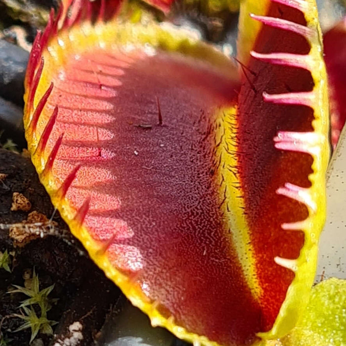 Dionaea muscipula 'Alien'