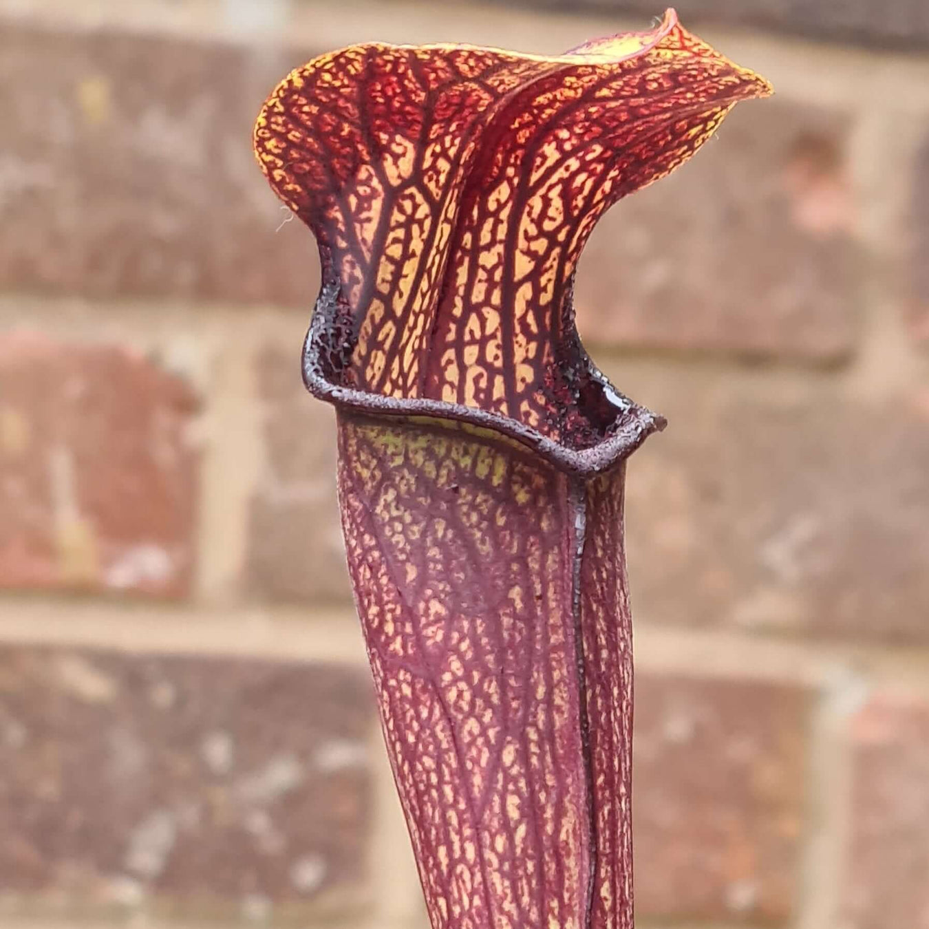 Sarracenia jonesii