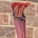 Sarracenia rubra subsp. jonesii - Tall, Very Red Form (Pickens County, South Carolina) MK-RJ7