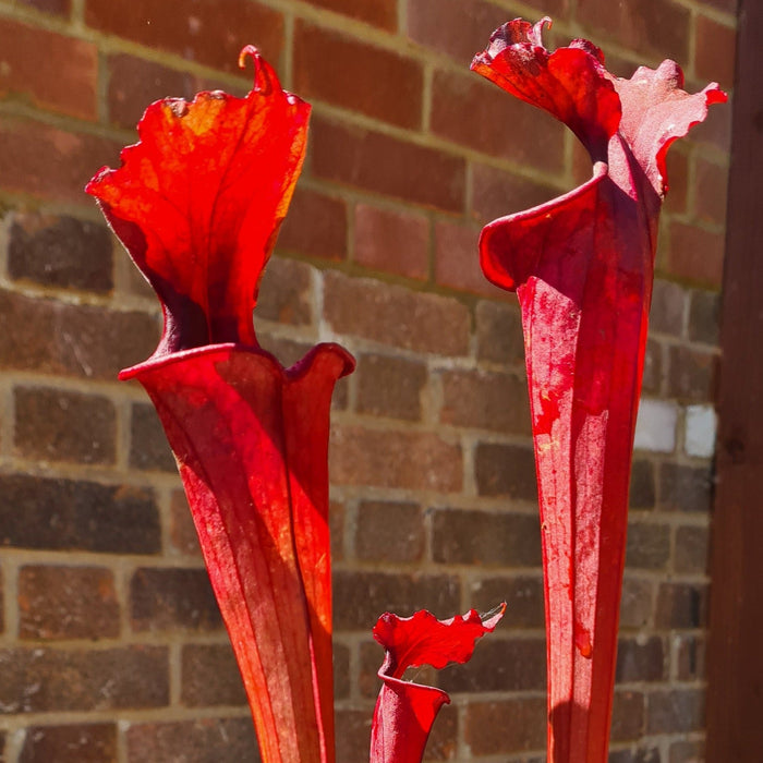 Sarracenia 'Red Sumatra'