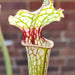 Sarracenia 'Iamsatyricon'