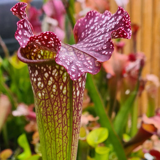 Sarracenia 'Ritchie Bell'