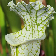 Sarracenia leucophylla var. alba 'Hurricane Creek White' - Mike Wang Clone A (Baldwin County, Alabama) MW-L9
