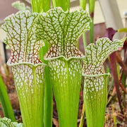 Sarracenia leucophylla var. leucophylla (Citronelle, Alabama)