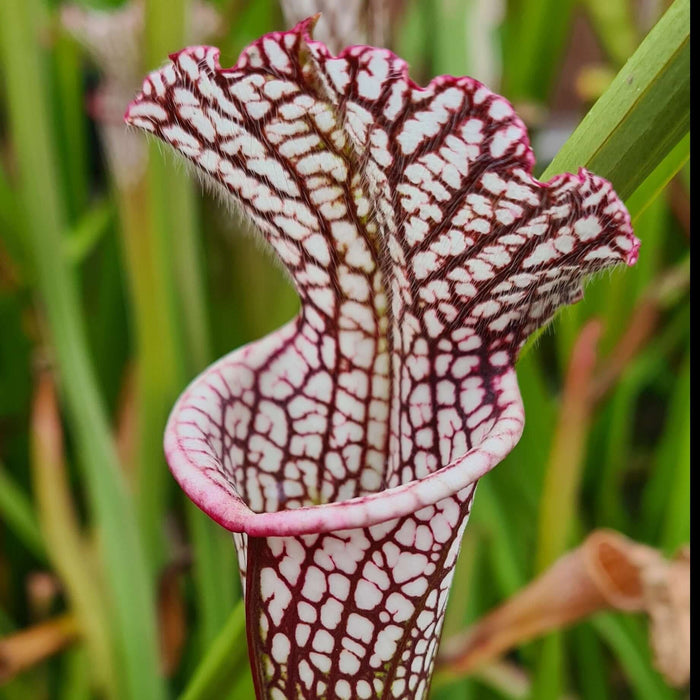 Sarracenia leucophylla Red & White MK-L29