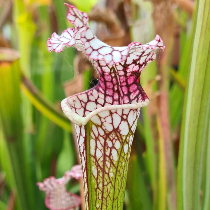 Sarracenia leucophylla Red Stripe in Throat MK-L111