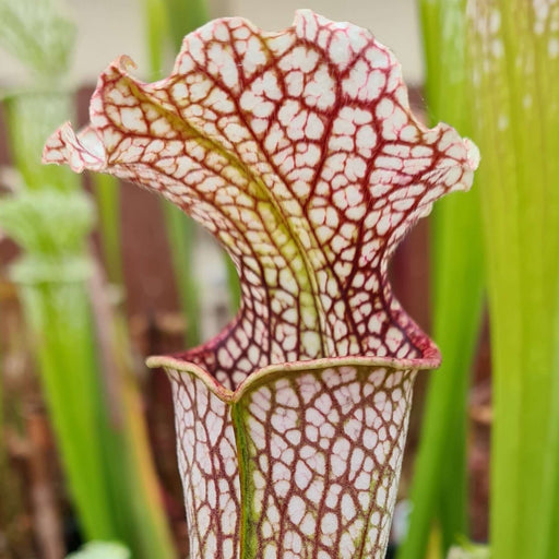 Sarracenia leucophylla 'Bunting Original' Stocky, Wide Mouth, Red Lip MK-L101