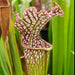 Sarracenia leucophylla 'Tarnok' MK-L55