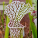 Sarracenia leucophylla Red & White, Pink Flowers (Citronelle, Alabama) MK-L39a