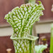 Sarracenia leucophylla 'Slack Clone' X 'Schnell's Ghost'