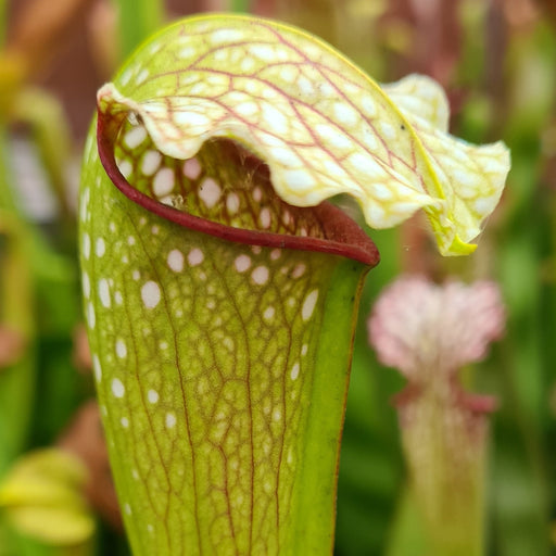 Sarracenia × excellens - Yellow Flower