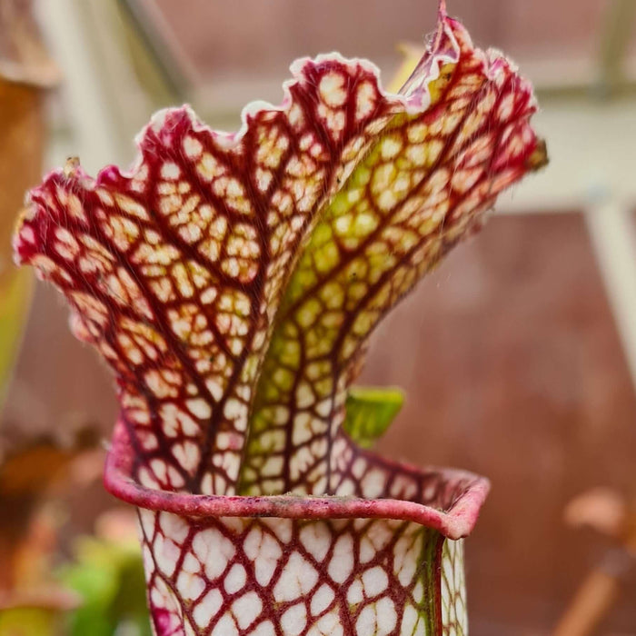 Sarracenia leucophylla X 'Daniel Rudd'