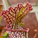 Sarracenia leucophylla X 'Daniel Rudd'