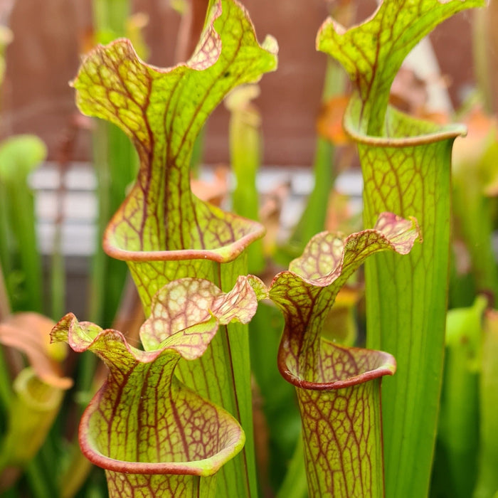 Sarracenia × moorei - Marston Clone