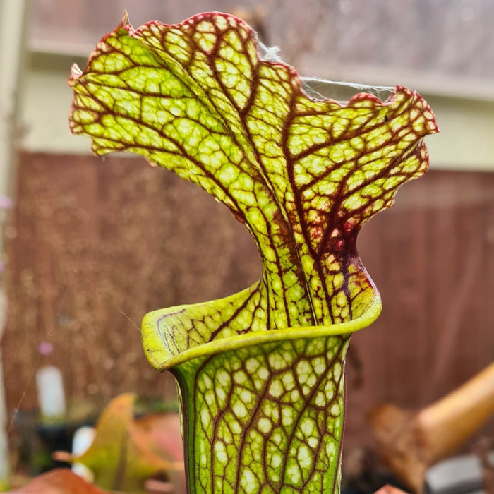 Sarracenia × moorei 'Lilianna'