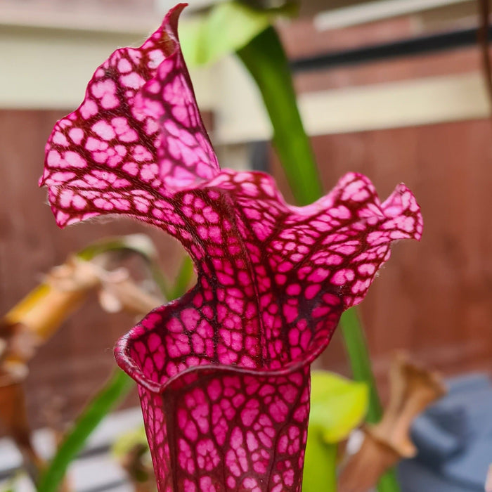 Sarracenia 'Dana's Delight'