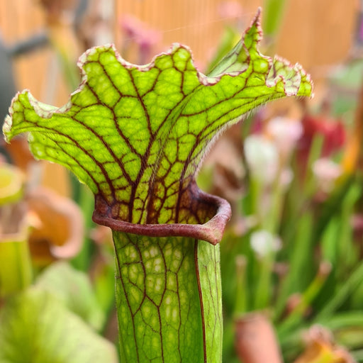 Sarracenia 'Tapestry'