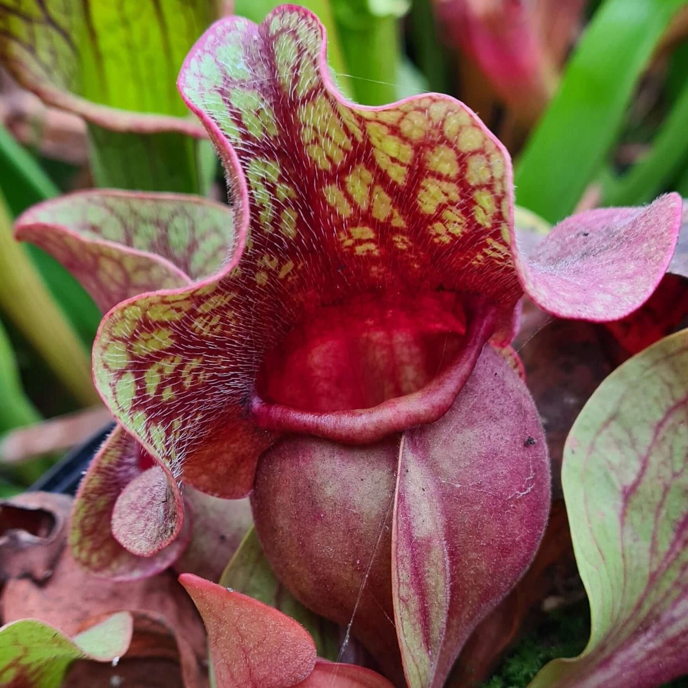 Sarracenia rosea