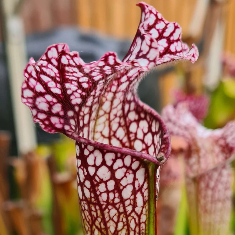 Sarracenia 'Bella'