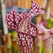 Sarracenia 'Bella'