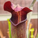 Sarracenia alata var. nigropurpurea - Black Tube Large Form MK-A60