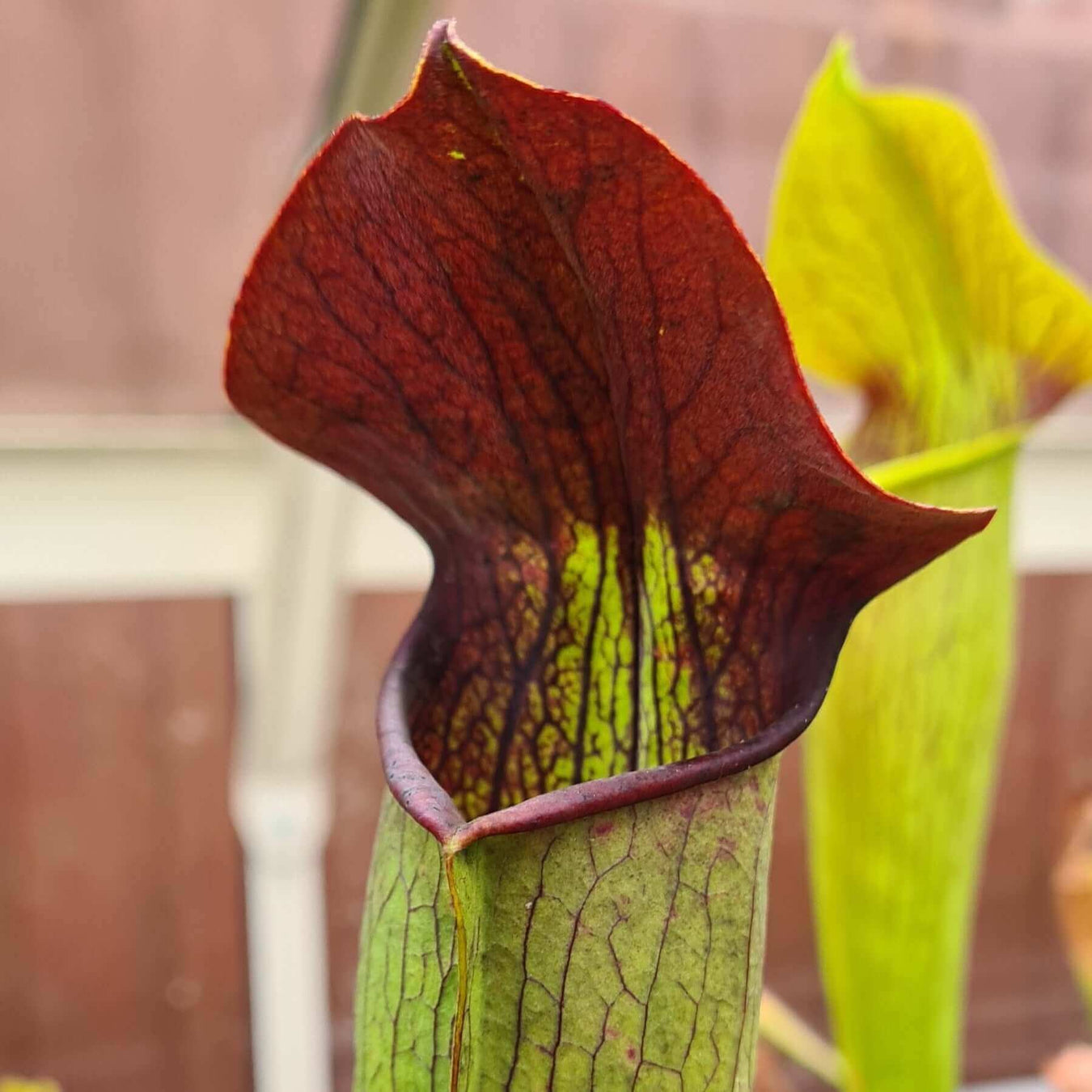 Sarracenia alata var. rubrioperculata - Large Maroon Throat MK-A59