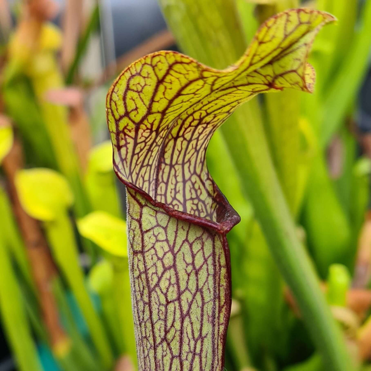 Sarracenia rubra viatorum (Sheeley Pond, SC) | Carnivorous Plant ...