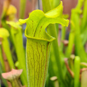 Sarracenia rubra subsp. alabamensis (Thorsby, Alabama) MK-RA3