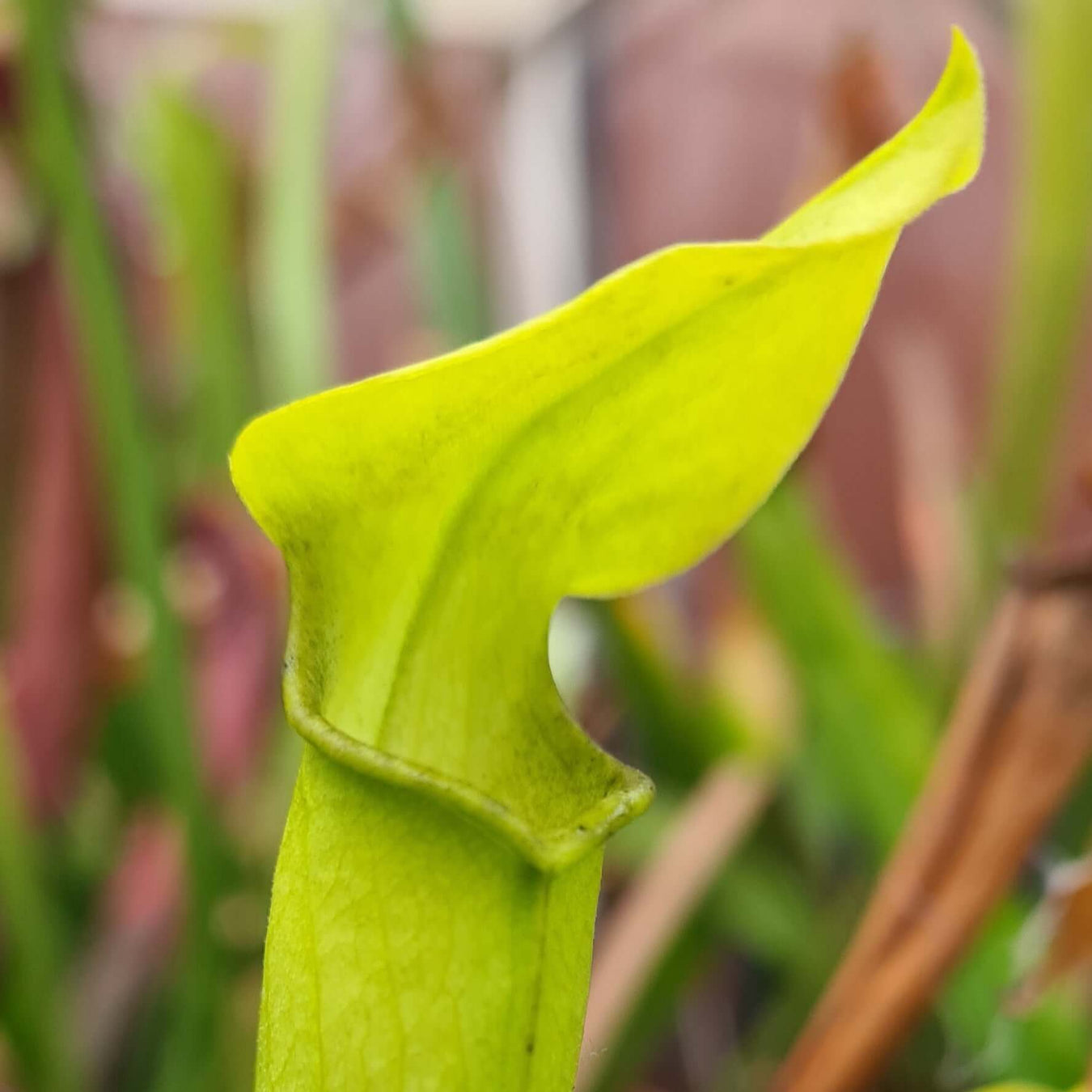 Sarracenia rubra subsp. jonesii