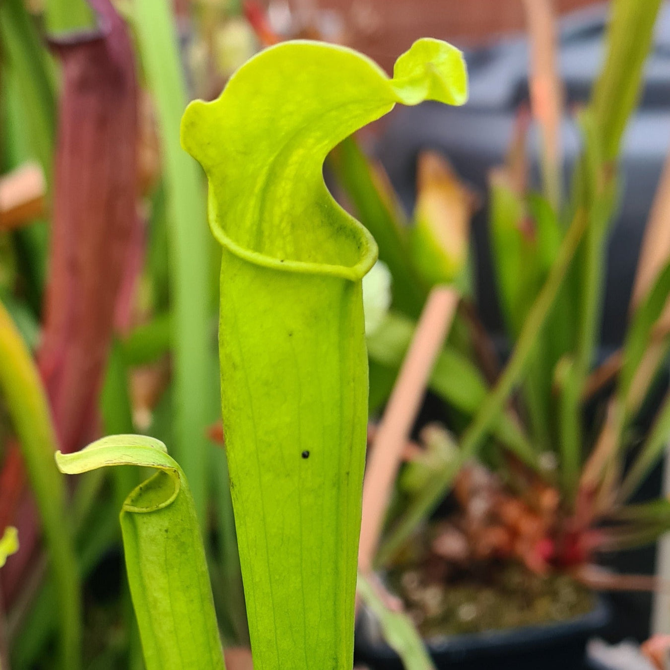 Sarracenia rubra