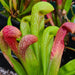 Sarracenia × formosa MK-H49E