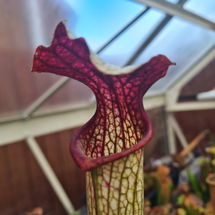 Sarracenia × areolata MK-H262