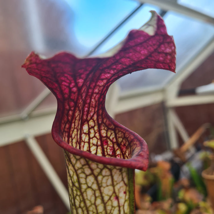 Sarracenia × areolata MK-H262