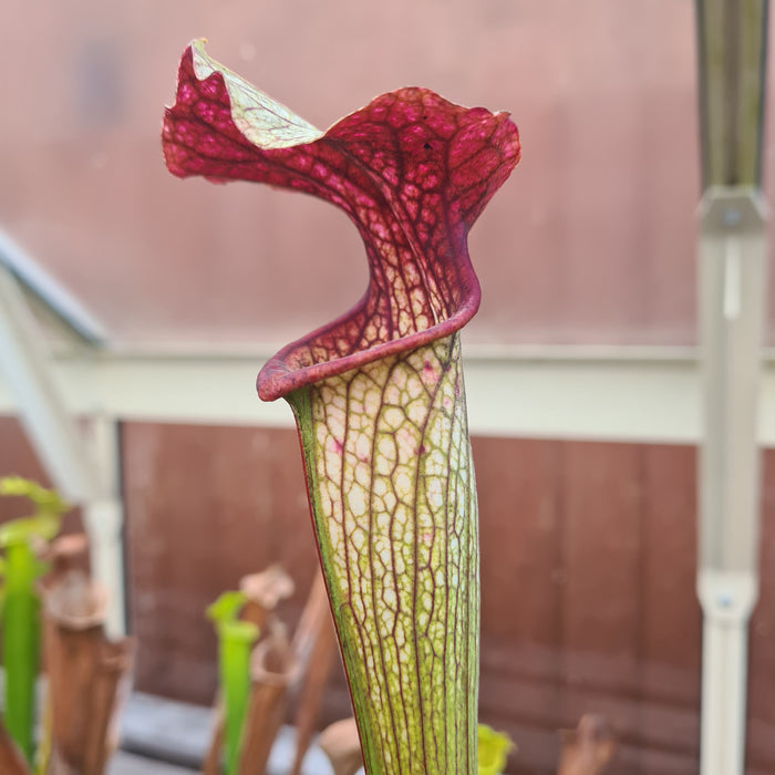 Sarracenia × areolata MK-H262