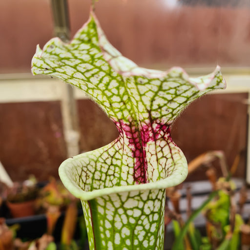 Sarracenia × moorei 'Leah Wilkerson' X × moorei 'Adrian Slack' - Lauren Eggens B Clone