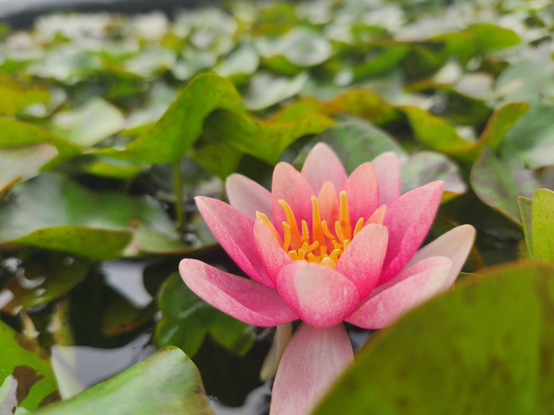 Nymphaea 'Doll House'