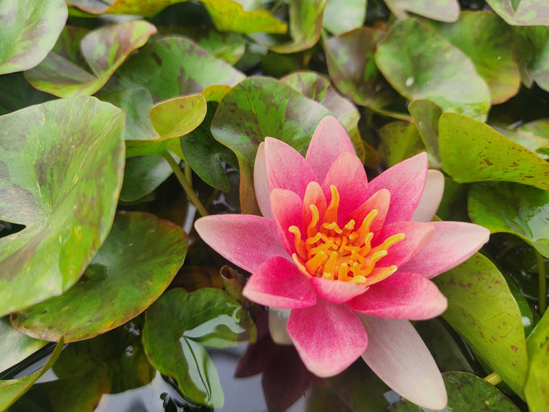 Nymphaea 'Doll House'