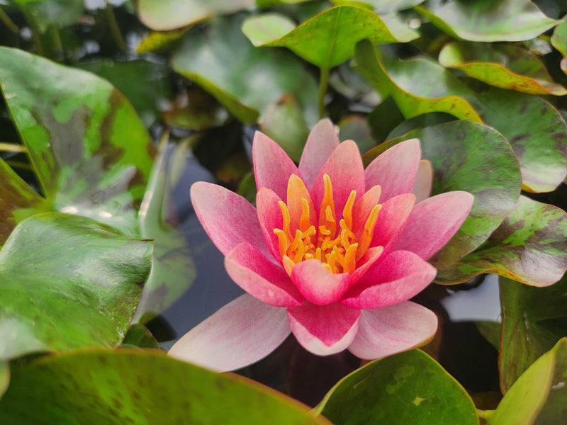 Nymphaea 'Doll House'