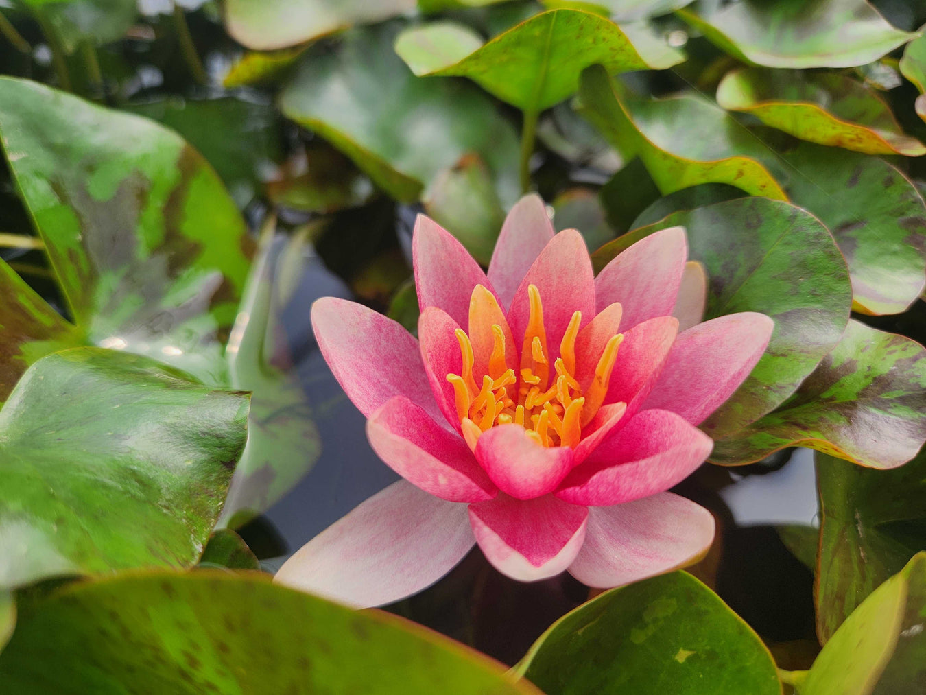 Water Lilies