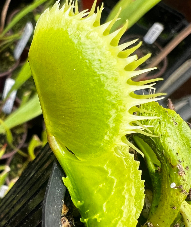 Dionaea muscipula 'Reptile'