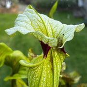 Sarracenia × moorei (Pensacola Field, Florida) MS-H404