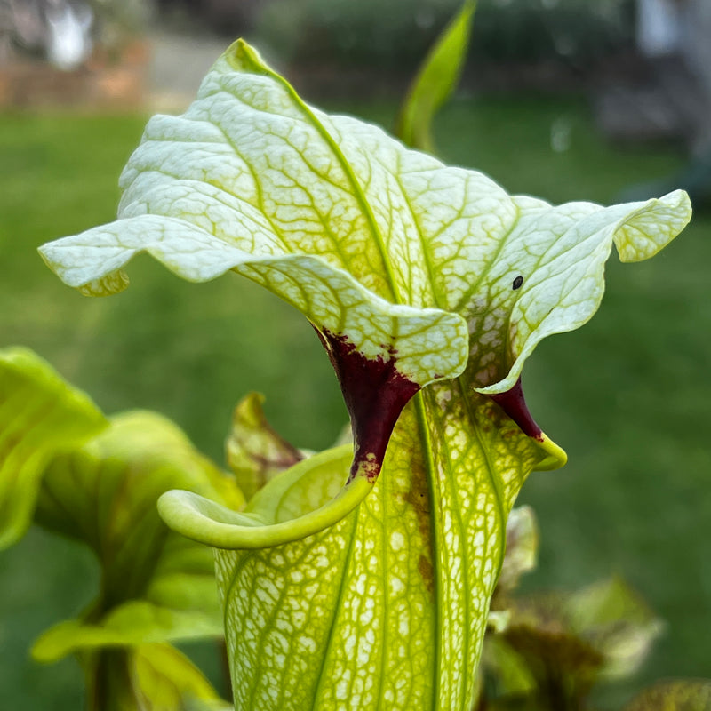 Sarracenia × moorei (Pensacola Field, Florida) MS-H404
