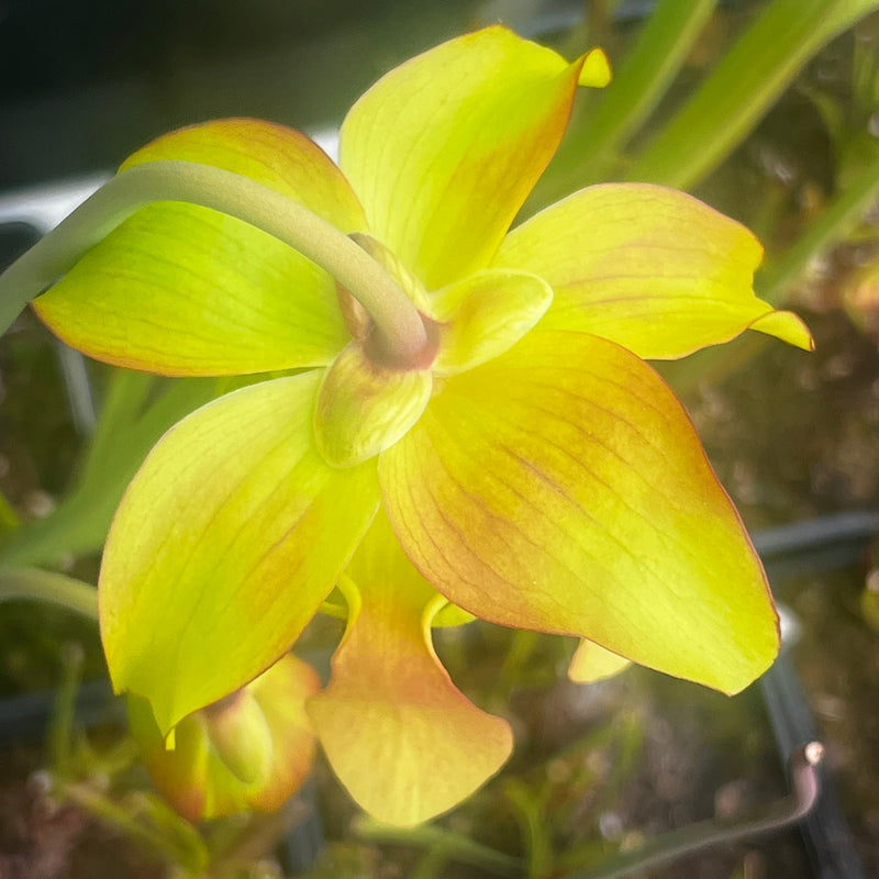 Sarracenia × moorei - Red, Very Large IP-X95