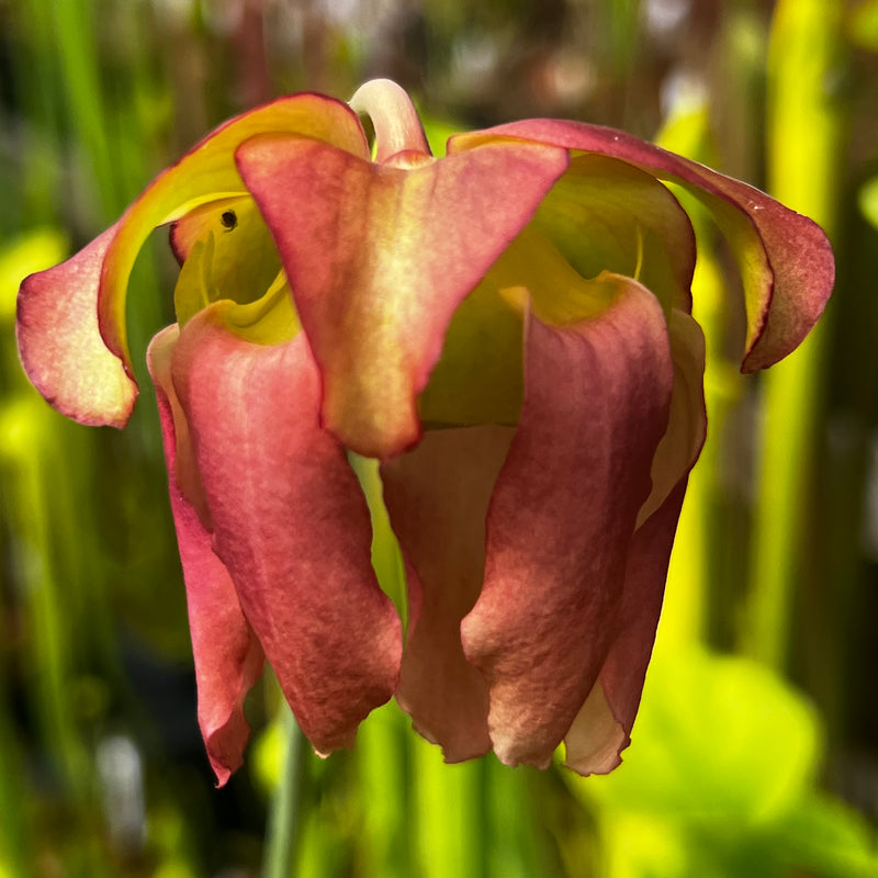 Sarracenia × moorei  X oreophila