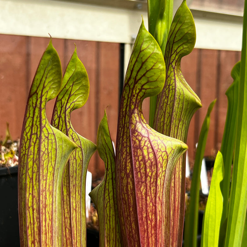 Sarracenia flava var. rubricorpra 'Roy Lancaster'