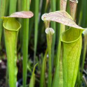 Sarracenia × harperi